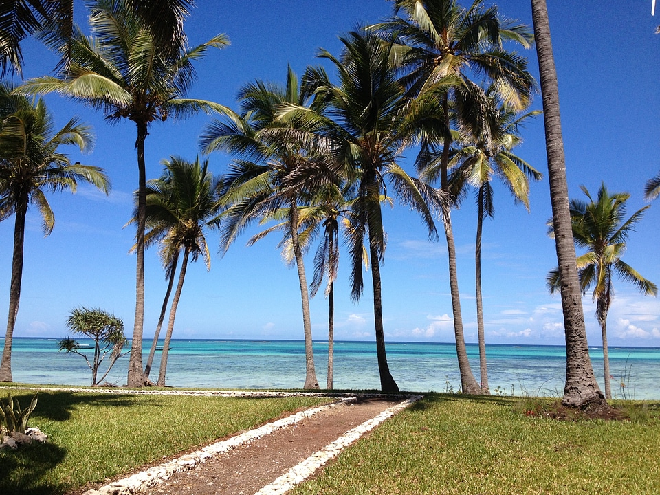 Sea palms tanzania photo