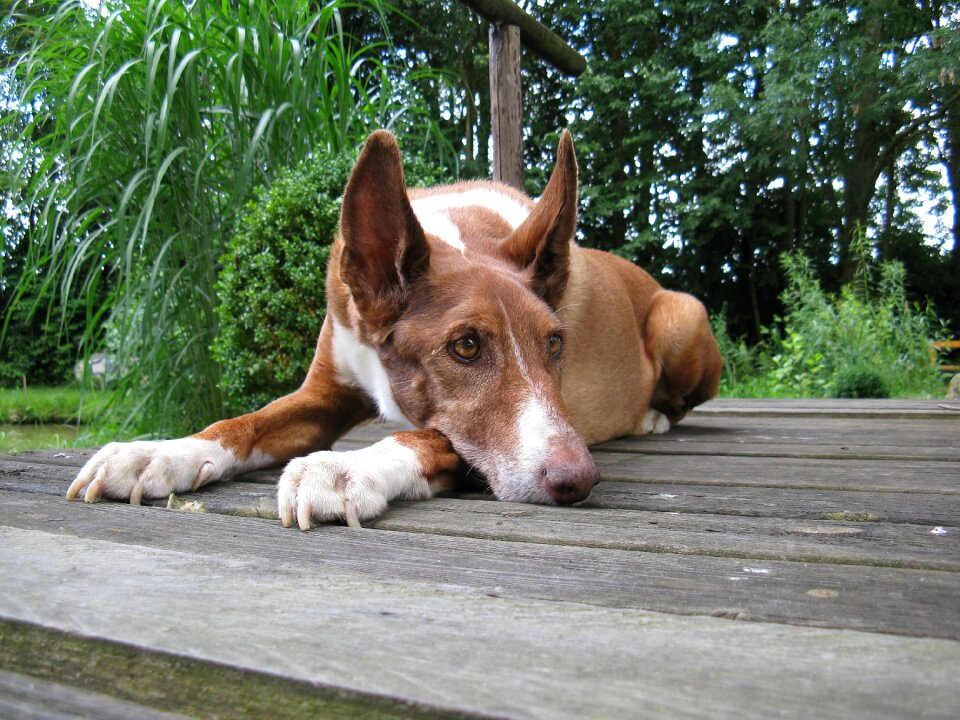 Pet animal portrait animal world