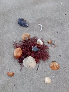 Beach shell sea