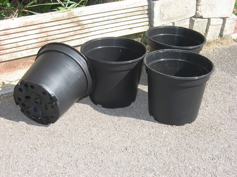 Gardening botany potted