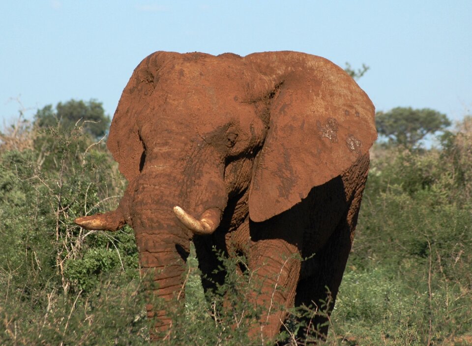 Madikwe safari africa