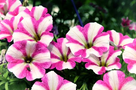 Pink bi color summer flowers photo