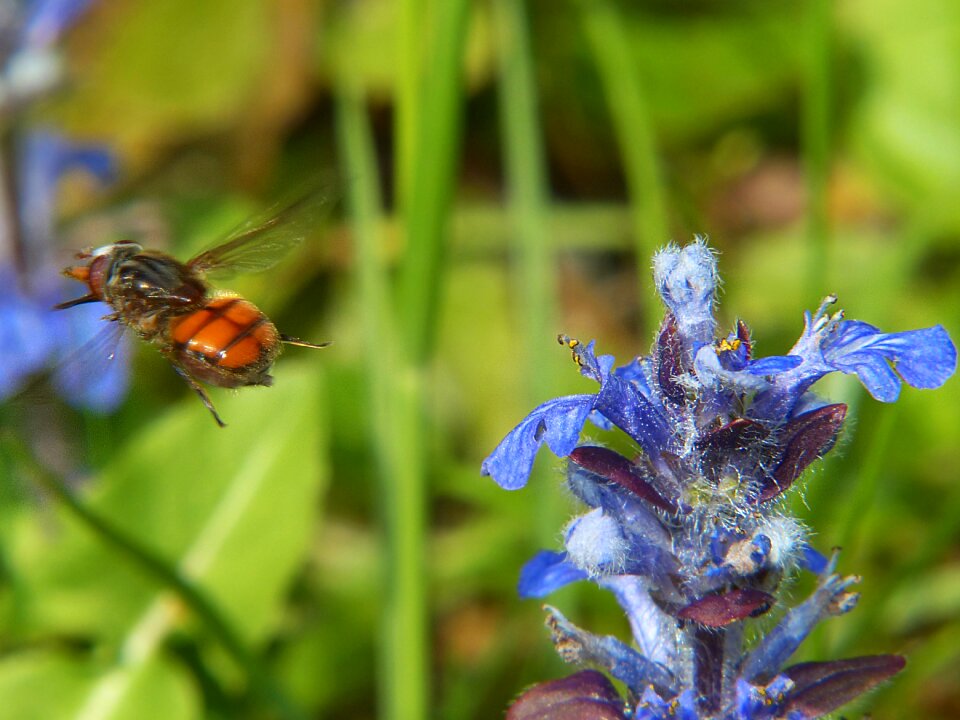 Macro close up wing