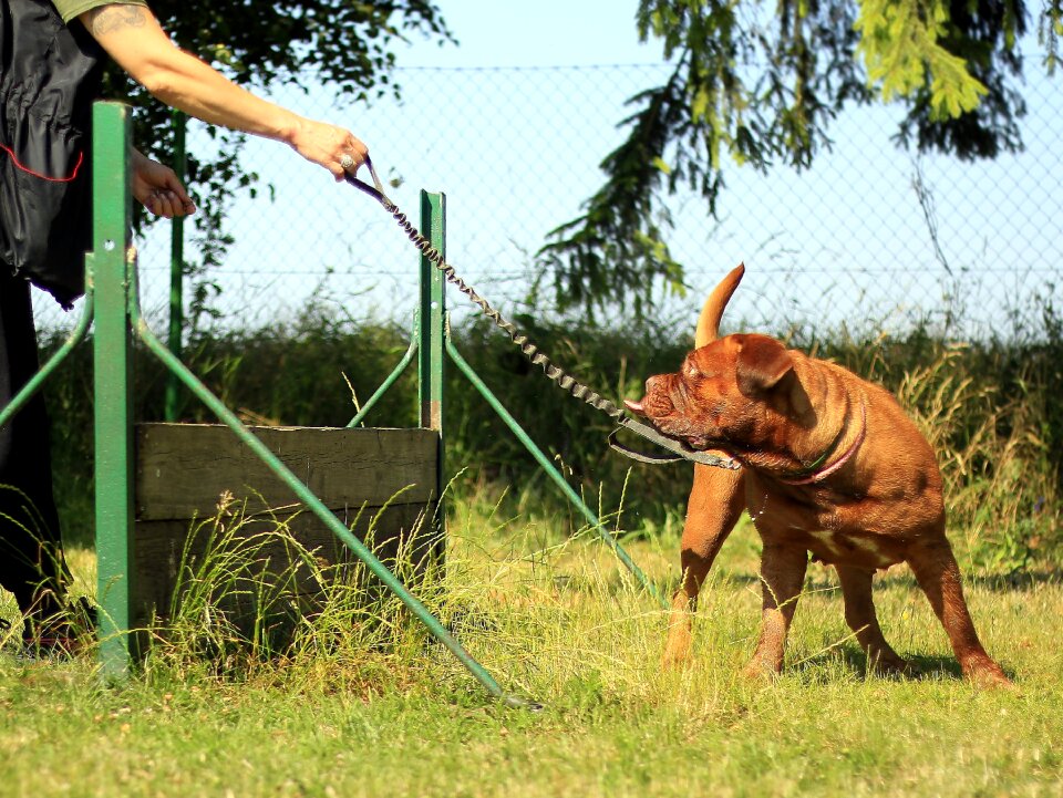 Dog summer nature photo