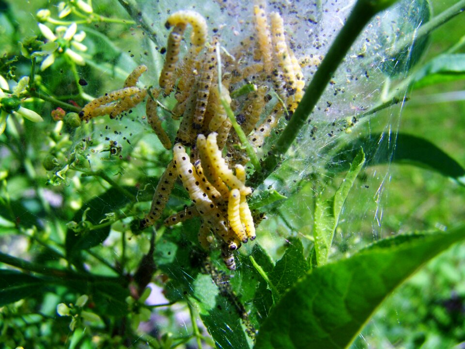 Caterpillars insect larvae nature