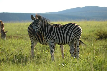 Zebra swaziland south africa photo
