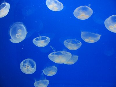 Fish submarine aquarium