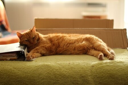 Red cat fur pet