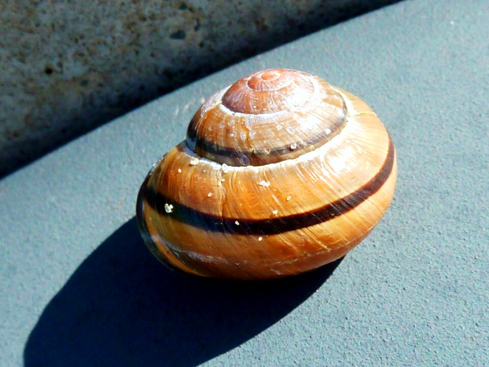 Close up slowly snail shells