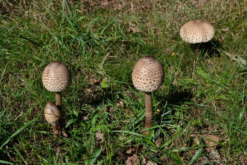 Mushrooms summer nature