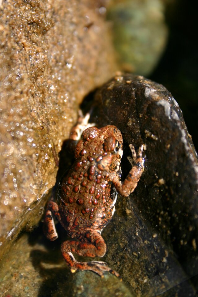 Wildlife wild biology