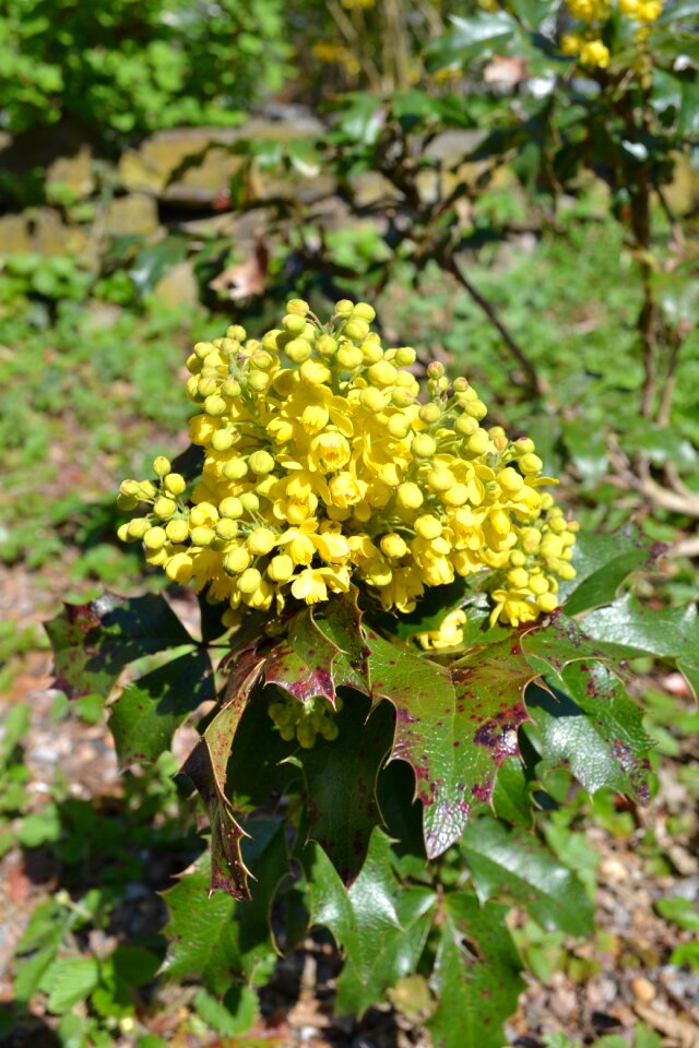 Yellow flower plant blossom