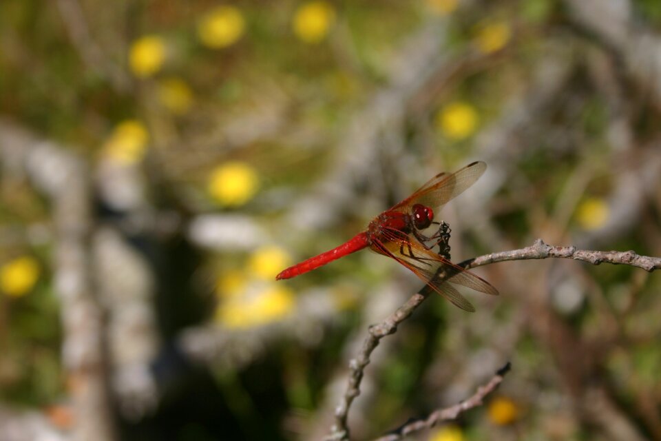 Wings nature summer photo