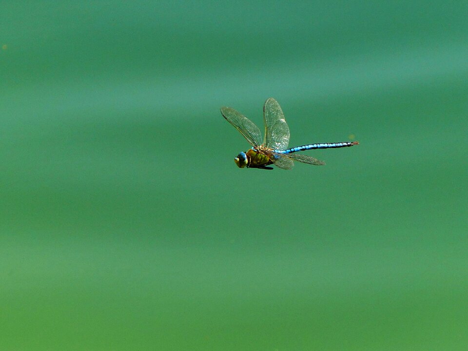 Flight insect close up lake