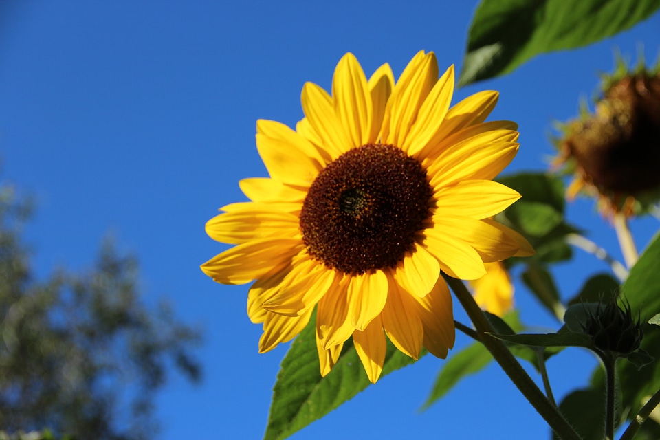 Flower plant yellow