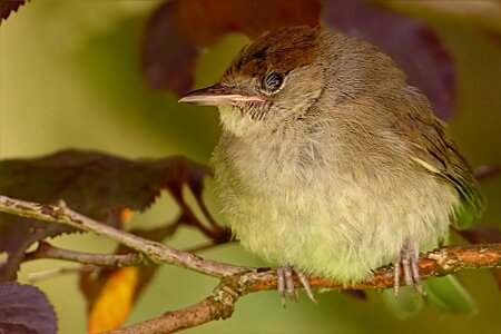 Young injury feather in the eye