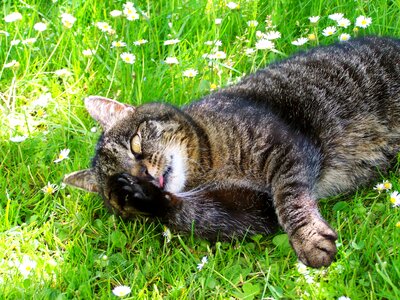 Cat tabby kitten wash photo