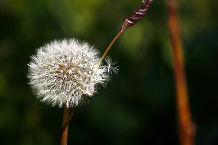 Dandelion nature plant