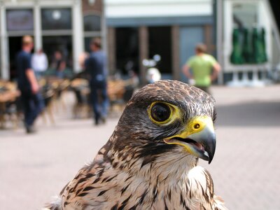 Birds eye predator