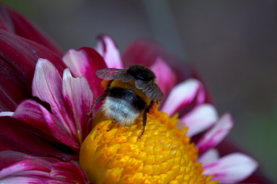 Bloom macro insect
