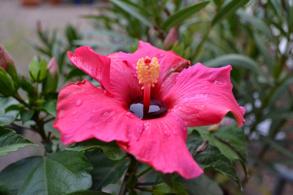Summer blossom bloom