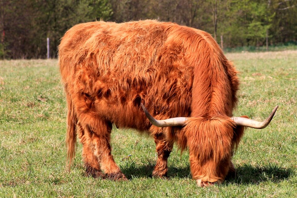 Pasture highland beef shaggy