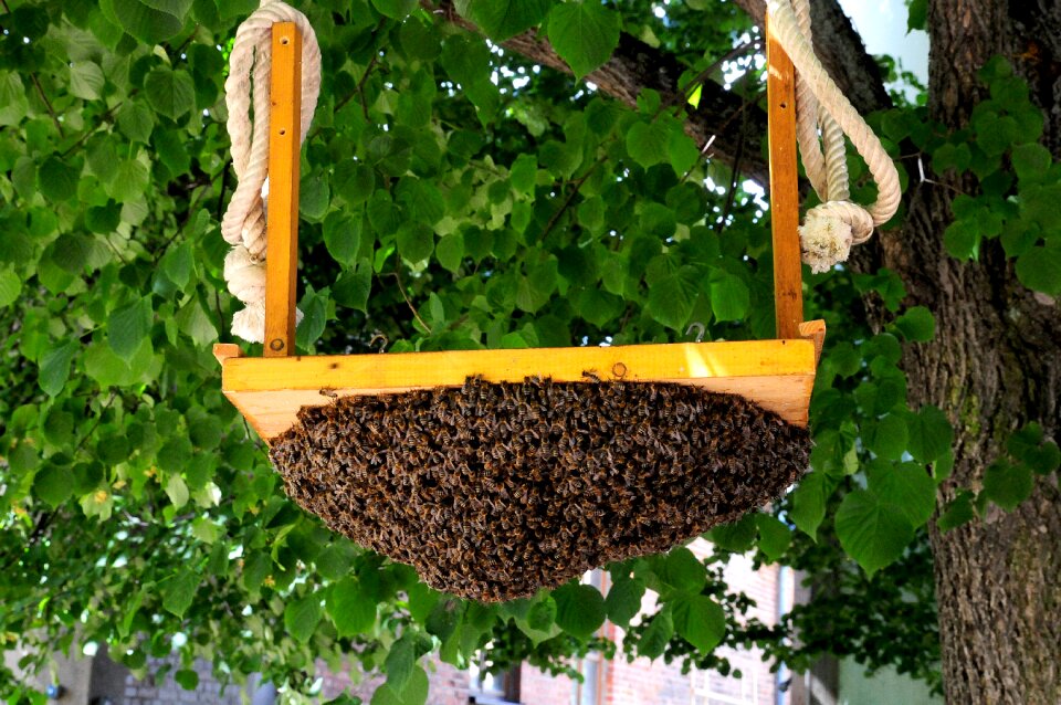 Honey bees insect nature