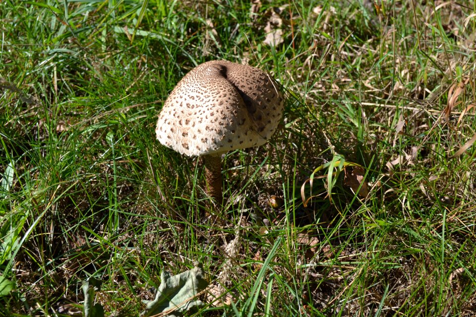 Mushrooms summer nature