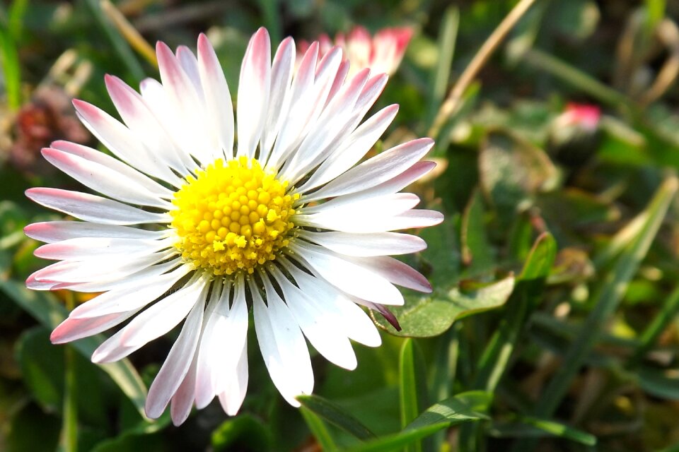 Meadow nature flower meadow