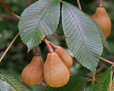 Tree leaves seeds