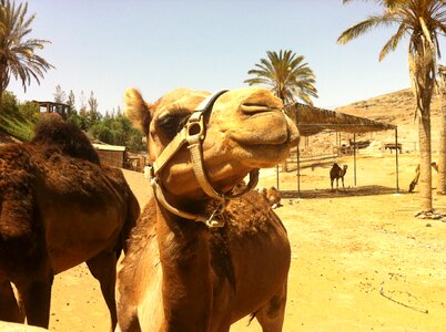 Camel animal zoo