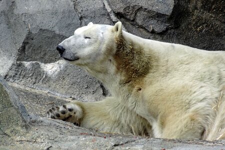 Animal mammal arctic