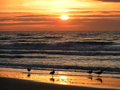 Sunset seagulls bird