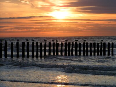 Seagull sunset cadzand
