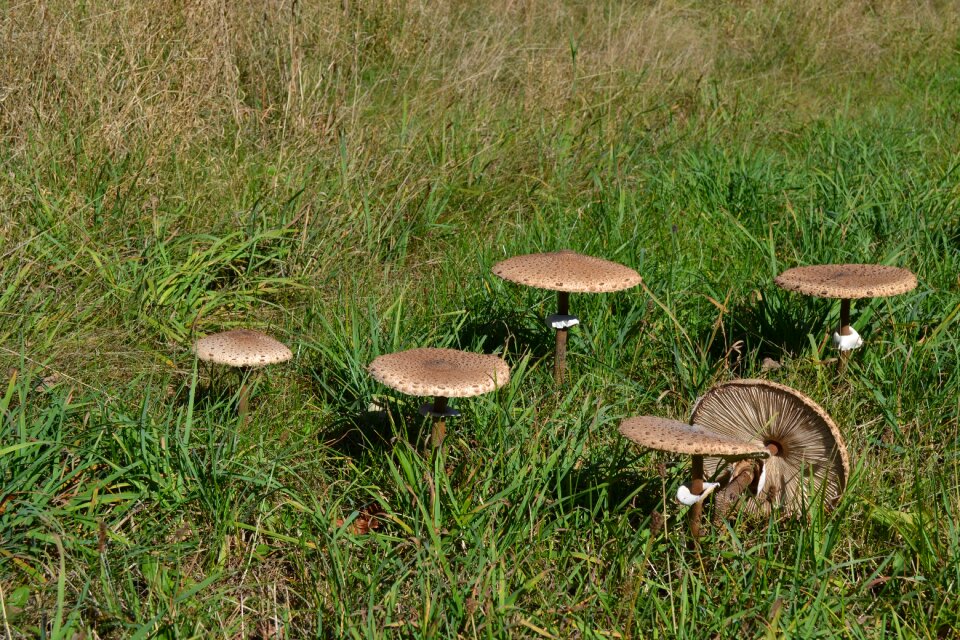 Mushrooms summer nature