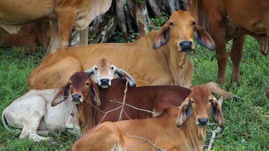 Livestock field animals