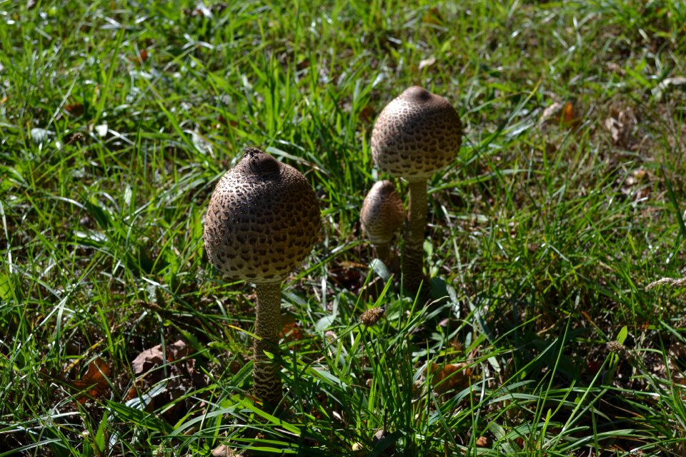 Mushrooms summer nature