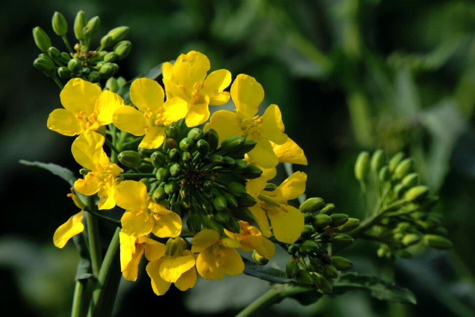 Field of rapeseeds agriculture plant