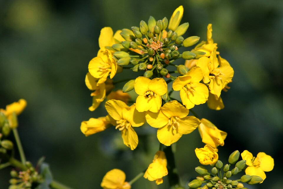 Field of rapeseeds agriculture plant