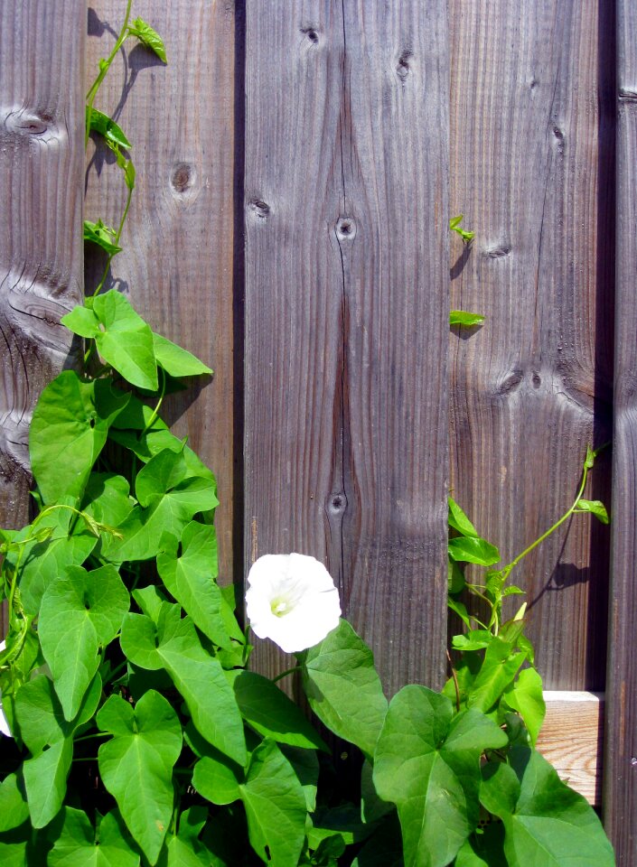Wind greenhouse blossom bloom