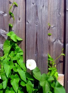Wind greenhouse blossom bloom