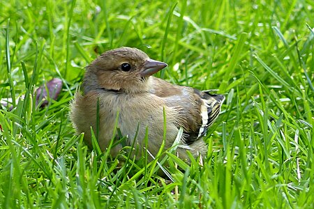 Young garden foraging