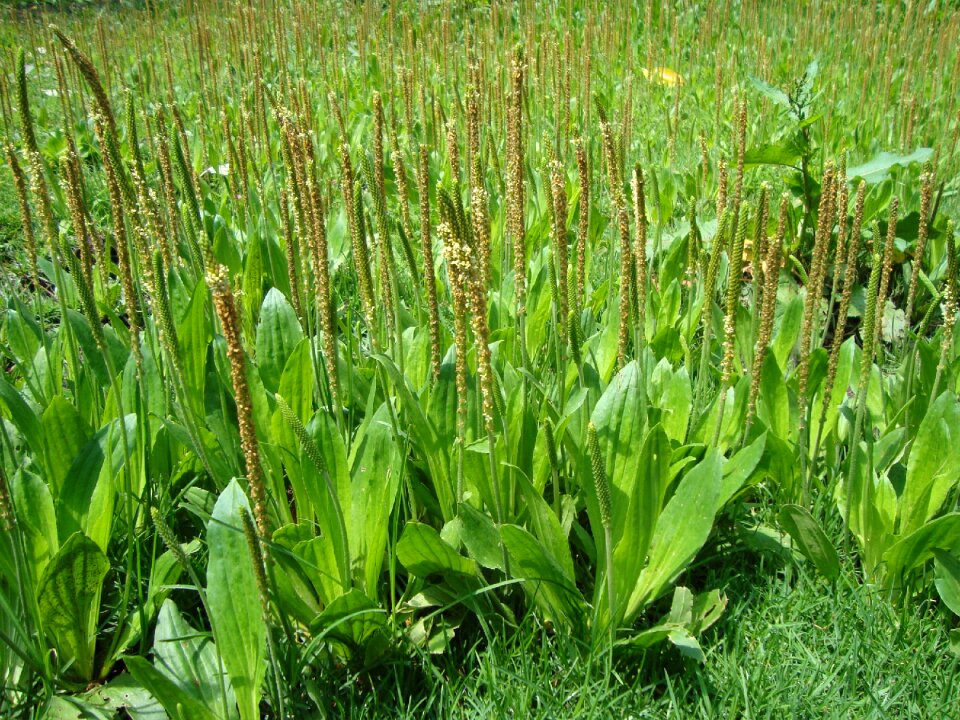 Nature wild leaves
