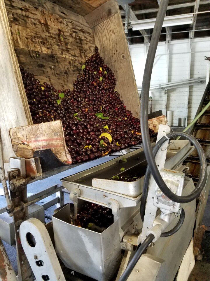 Dump cherries fruit