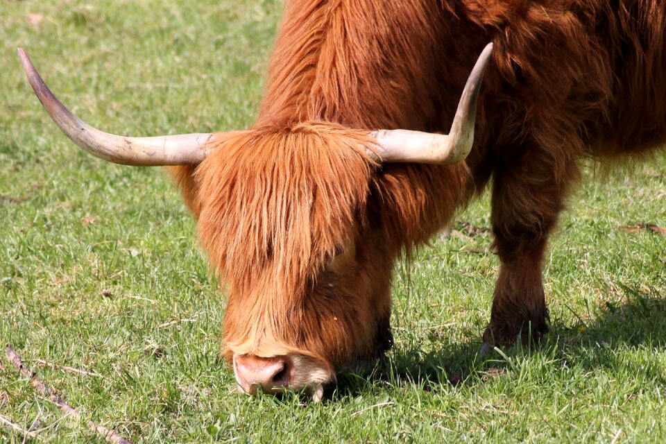 Pasture highland beef shaggy