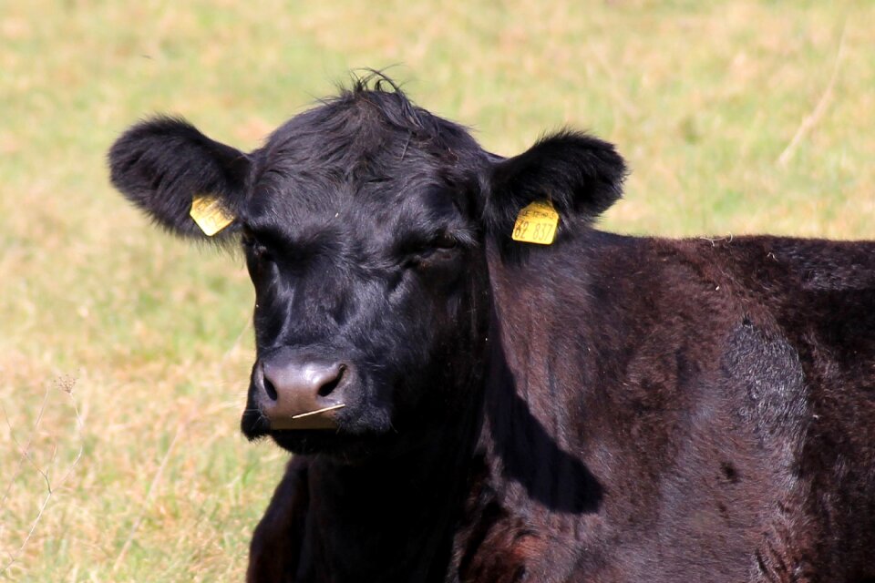 Beef pasture livestock