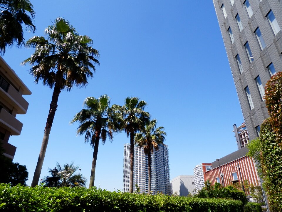 Tokyo summer high rise building