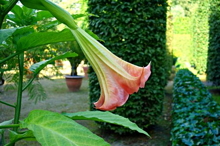 Suaveolens angiosperm plant