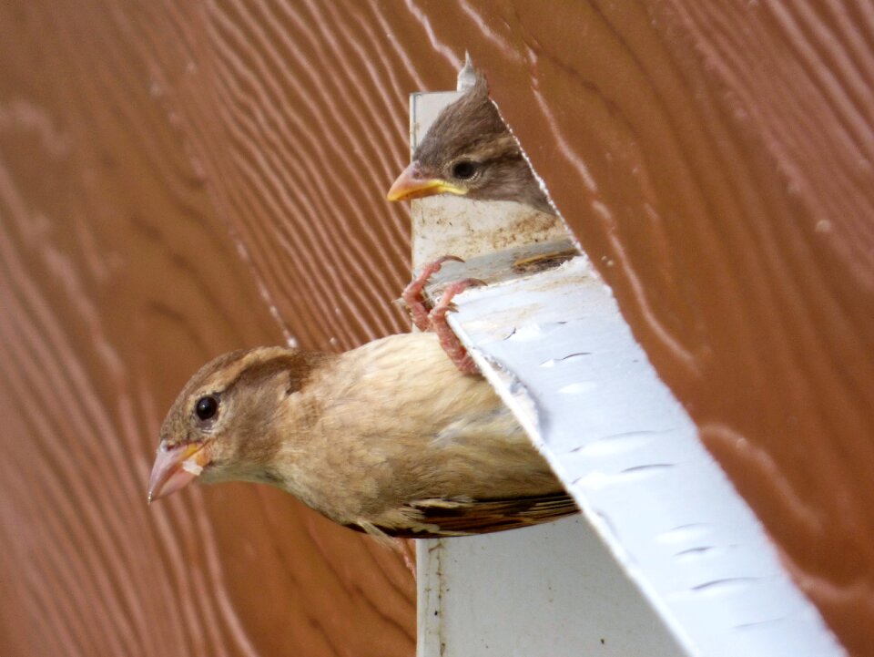House sparrow nest feeding