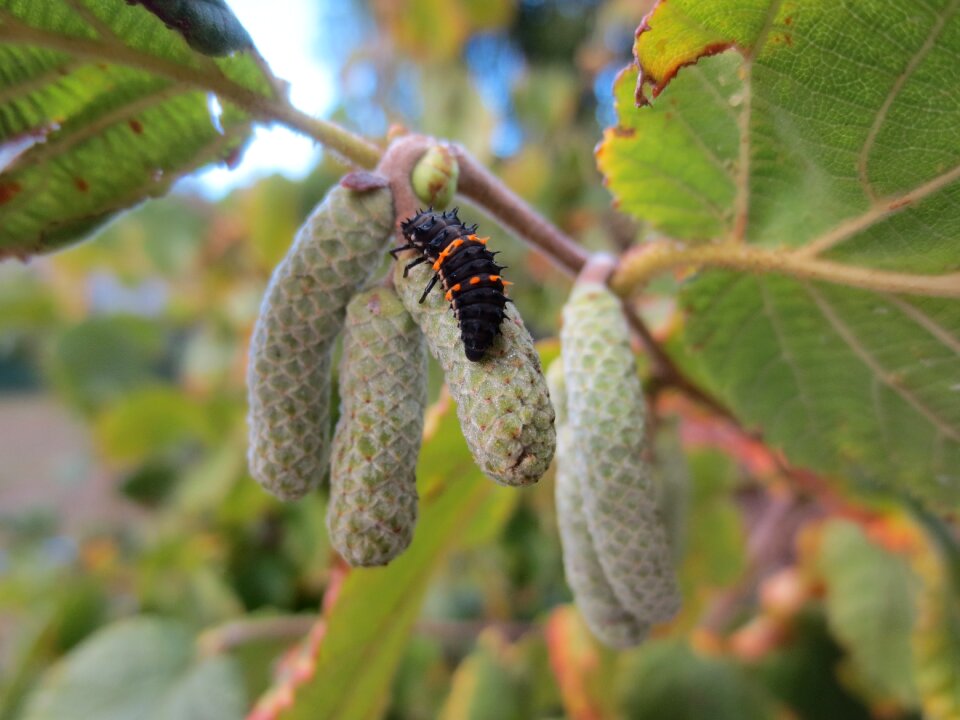 Insect small nature